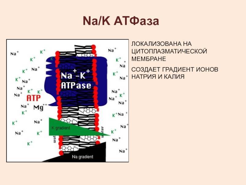 Атфаза. Натрий калий АТФАЗА функции. АТФАЗЫ калия и натрия. Na k АТФАЗА. Натрий-калиевая АТФАЗА механизм.